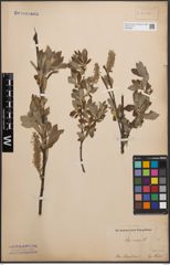Foto von Salix cinerea L.